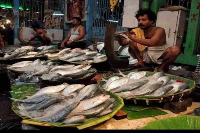প্রাকৃতিক বিপর্যয় কাটিয়ে মৎসজীবীদের জালে ধরা পড়ল ইলিশ