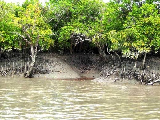 সুন্দরবন অঞ্চলে ঝাউ গাছের চারা বসানোর সিদ্ধান্ত  রাজ্যের