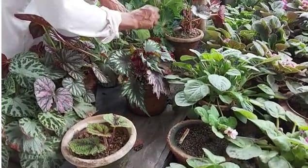 অর্কিট চাষ করে নজির গড়লেন শিলিগুড়ি বাসিন্দা অধ‍্যেন্দু দে