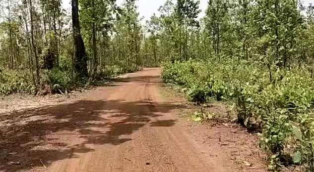 ঝাড়গ্রামের শিমলির জঙ্গল থেকে রাতারাতি উধাও লক্ষ লক্ষ টাকার মূল্যবান শাল গাছ